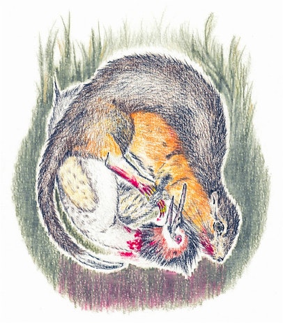 A pencil drawing of a rakali killing a grebe. The two animals are entangled and covered in blood. They still seem cute, but also creepy.